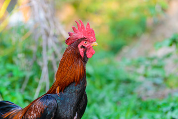 colorful rooster on green nature background