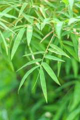 natural green bamboo leaf with sunlight background