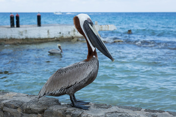 Pelican by blue ocean and dock