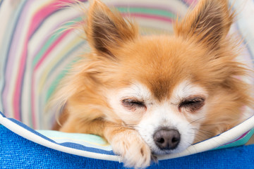 ロングコートチワワ