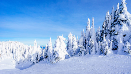 Obraz premium Snow covered trees under blue sky in the winter landscape of the high alpine at the ski resort of Sun Peaks in the Shuswap Highlands of central British Columbia, Canada