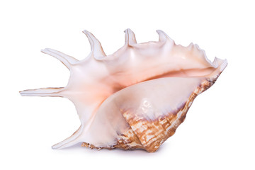 Big beautiful seashell isolated on white background