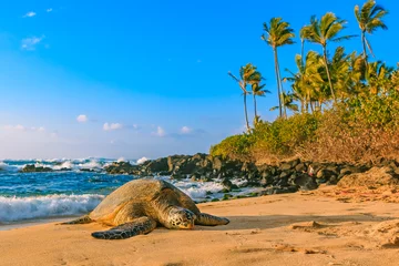 Fototapeten Endangered Hawaiian Green Sea Turtle on the sandy beach at North Shore Oahu Hawaii © SvetlanaSF