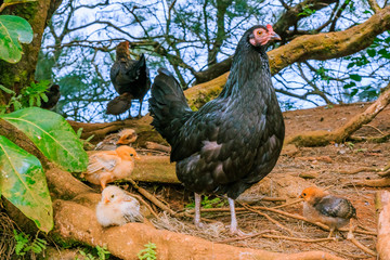 Wild hen with chicks in Honolulu Hawaii