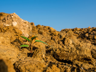 Buds of morning glory sprout up rocky mound