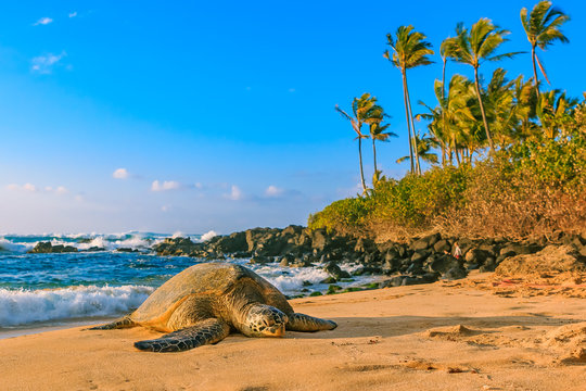 Endangered Hawaiian Green Sea Turtle on the sandy beach at North Shore Oahu Hawaii