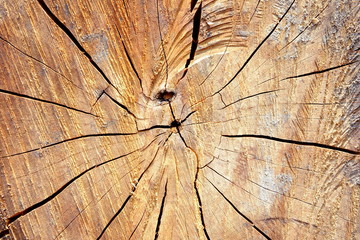 Wood Cut Texture Background.