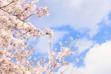 Crédence de cuisine en verre imprimé Fleur de cerisier 桜の花。日本の象徴的な花木。