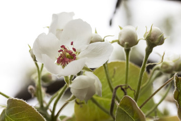 Fototapeta na wymiar Blossoming white cherry blossom flowers close