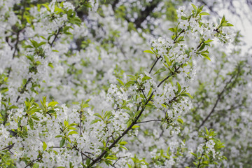 White blossoming cherry tree close