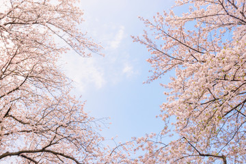 桜の花。日本を象徴する花木。