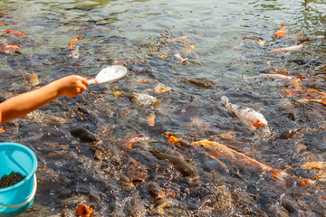 Happy thai family,one boy  blur motion feed fish in the park on the afternoon of holiday .