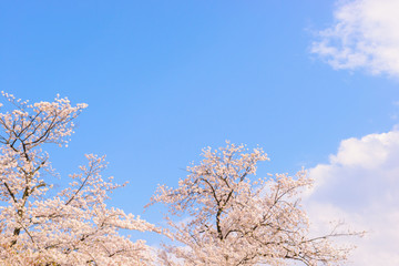 Obraz na płótnie Canvas 桜の花。日本を象徴する花木。