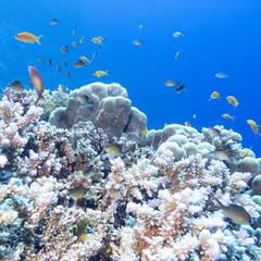 Fototapeta na wymiar Colorful coral reef with shoal of fishes scalefin anthias in tropical sea, underwater