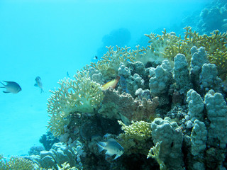 Fototapeta na wymiar Coral reef with yellow fire coral in tropical sea, underwater.