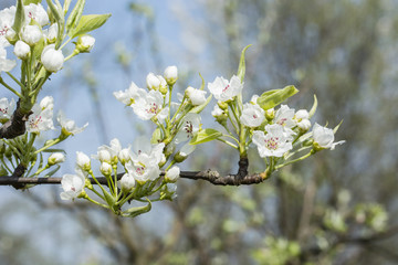 White flowers on green leaves pear trees.