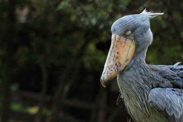 ハシビロコウ Balaeniceps rex