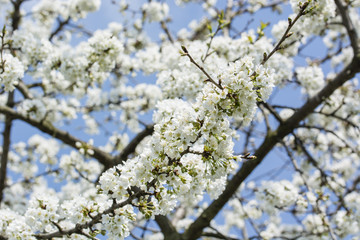 White cherry blossoms on a branch.