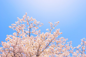 桜の花。日本を象徴する花木。