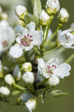 White flowers on green leaves pear trees.
