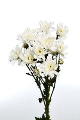 white chrysanthemums closeup