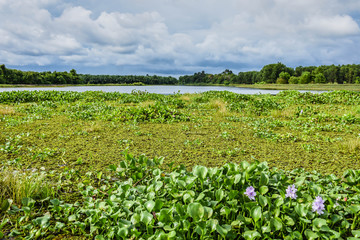 Natural flowers On a large river backdrop