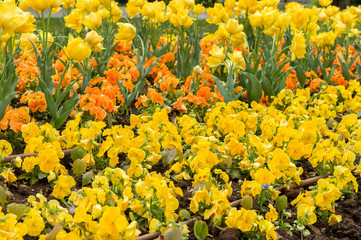 Colourful tulip flower, Tulip flower and green leaves background.
