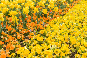 Colourful tulip flower, Tulip flower and green leaves background.