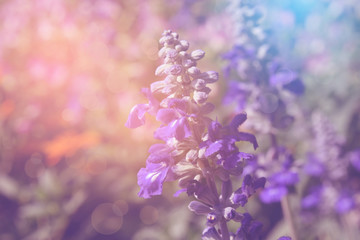 purple flowers