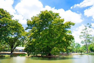 Big trees by the pool and the sky