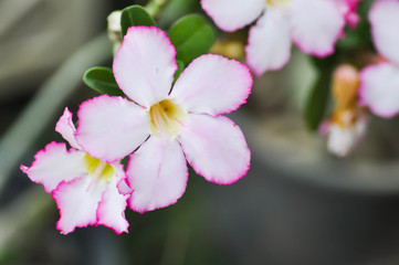 Fototapeta na wymiar pink bignonia or desert rose