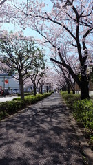 Fototapeta na wymiar Road or walkway with rows of blooming cherry blossom trees on both side in a fine spring day, Japan.