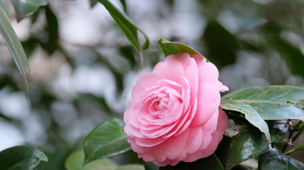 Beautiful single pink camellia flower in bloom