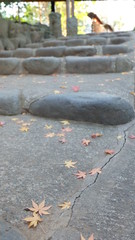Read and yellow Japanese maple leaves, momiji, on a stone stair of stone steps, autumn, Japan.