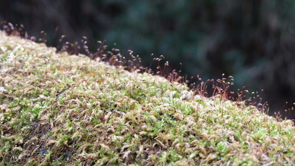 Close up of tiny grass or plants