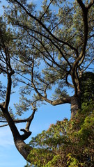 Fototapeta na wymiar Branches of tall tree stretching up to the blue sky
