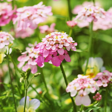 Iberis amara flower. Also called rocket candytuft, bitter candytuft or wild candytuft.
