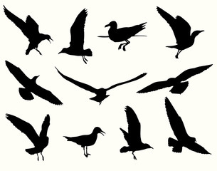 Set of seagulls silhouette flying, standing, swimming on water