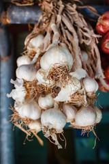Fresh organic garlic.