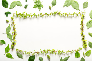 Collection of green leaves top view