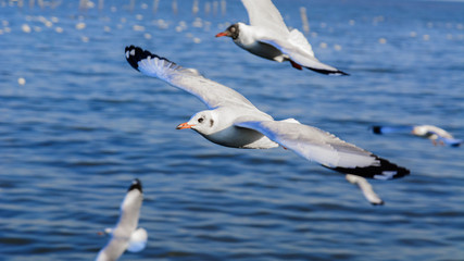 Flying seagull.