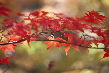 紅葉