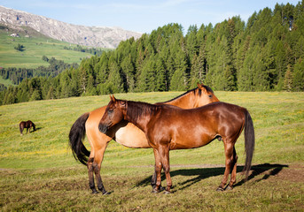 Horses at high mountains meadow