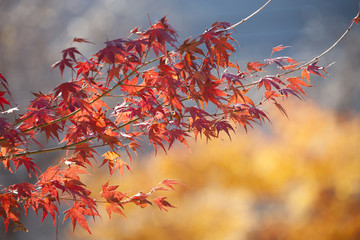 紅葉