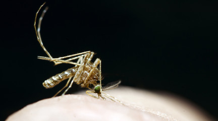 Closeup or Macro of Mosquito sucking human blood