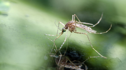 Closeup or Macro of Mosquito on glass