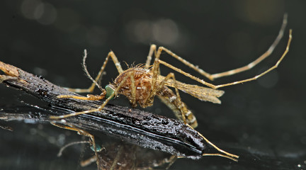 Closeup or Macro of Mosquito on glass