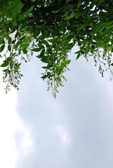 Buds of climbing rose. Green leaves frame.