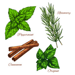 Vector sketch icons of seasonings herbs and spices - obrazy, fototapety, plakaty