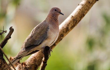 The mourning dove (Zenaida macroura) is a member of the dove family, Columbidae. The bird is also known as the American mourning dove or the rain dove, and erroneously as the turtle dove